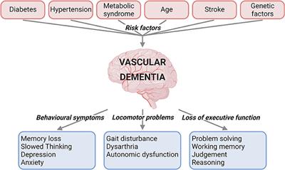 Vascular Dementia and Crosstalk Between the Complement and Coagulation Systems